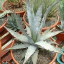 Semínka Agave xylonacantha, 10 ks, sukulent s otevřenou rozetou a nápadnými bílými ostnatými okraji, výsadba pro sběratele 2