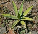 Semínka Agave xylonacantha, 10 ks, sukulent s otevřenou rozetou a nápadnými bílými ostnatými okraji, výsadba pro sběratele 3