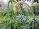 Semínka agáve zaoblené Agave attenuata subsp. attenuata, 10 ks, sukulent s měkkými zelenými listy bez ostnů, výsadba pro nádoby 2