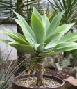 Semínka agáve zaoblené Agave attenuata subsp. attenuata, 10 ks, sukulent s měkkými zelenými listy bez ostnů, výsadba pro nádoby 3