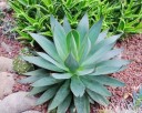 Semínka agáve zaoblené Agave attenuata subsp. attenuata, 10 ks, sukulent s měkkými zelenými listy bez ostnů, výsadba pro nádoby 4