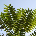 Semínka Ailanthus altissima, velkoobchodní balení 5000 ks, pajasan žláznatý pro masovou produkci sazenic a lesnické projekty 2