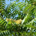 Semínka Ailanthus altissima, velkoobchodní balení 5000 ks, pajasan žláznatý pro masovou produkci sazenic a lesnické projekty 3