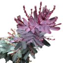 Semínka akácie Baileyovy Acacia baileyana Purpurea, 10 ks, kultivar s purpurově fialovou korunou, okrasný strom pro nádoby a slunné polohy 2