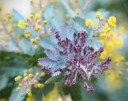 Semínka akácie Baileyovy Acacia baileyana Purpurea, 10 ks, kultivar s purpurově fialovou korunou, okrasný strom pro nádoby a slunné polohy 3