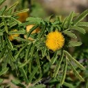 Semínka akácie Vachellia farnesiana Sweet Acacia 50 ks Trnitý keř s vonnými žlutými kulovitými květy Na pěstování i do nádoby na terasu 2