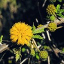 Semínka akácie Vachellia nilotica Gum Arabic Tree 20 ks Trnitý strom se žlutými kulovitými květy Na pěstování i do nádoby na terasu 2
