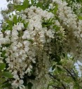 Semínka akátu Robinia pseudoacacia 50 ks Okrasný strom s bílými voňavými hroznovitými květy Na zahradu i do parku a skleníku 1