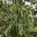 Semínka akátu Robinia pseudoacacia 50 ks Okrasný strom s bílými voňavými hroznovitými květy Na zahradu i do parku a skleníku 2