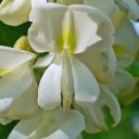Semínka akátu Robinia pseudoacacia 50 ks Okrasný strom s bílými voňavými hroznovitými květy Na zahradu i do parku a skleníku 3