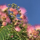 Semínka albízie hedvábné Albizia julibrissin var. rosea, 10 ks, růžové hedvábné květy, výsadba pro bonsaj, zahradu a sběratele 2