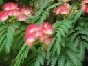 Semínka albízie hedvábné Albizia julibrissin var. rosea, 10 ks, růžové hedvábné květy, výsadba pro bonsaj, zahradu a sběratele 3