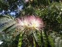 Semínka albízie hedvábné Albizia julibrissin var. rosea, 10 ks, růžové hedvábné květy, výsadba pro bonsaj, zahradu a sběratele 4