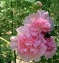 Semínka Alcea rosea Chater's Double Rose Pink, balení 50 ks, topolovka s plnými růžovými květy, výsadba pro zahrady a školky 3