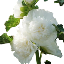 Semínka Alcea rosea Chater's Double White, balení 50 ks, topolovka s plnými bílými květy, pro pěstitele a školky 1