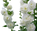 Semínka Alcea rosea Chater's Double White, profesionální balení 200 ks, bílá topolovka pro komerční pěstování a krajinné projekty 2