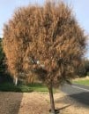 Semínka Allocasuarina verticillata, 10 ks, australský strom s převislými větvičkami a kulovitou korunou, výsadba pro zahradu a sběratele 1