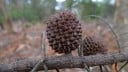 Semínka Allocasuarina verticillata, 10 ks, australský strom s převislými větvičkami a kulovitou korunou, výsadba pro zahradu a sběratele 2