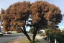 Semínka Allocasuarina verticillata, 10 ks, australský strom s převislými větvičkami a kulovitou korunou, výsadba pro zahradu a sběratele 3