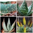 Semínka Aloe aculeata, 10 ks, sukulentní rostlina s ostnitými listy a žluto-oranžovými květy, výsadba pro skleník a sběratele 1