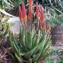 Semínka Aloe aculeata, 10 ks, sukulentní rostlina s ostnitými listy a žluto-oranžovými květy, výsadba pro skleník a sběratele 2
