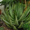 Semínka Aloe aculeata, 10 ks, sukulentní rostlina s ostnitými listy a žluto-oranžovými květy, výsadba pro skleník a sběratele 3