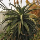 Semínka Aloe africana, 10 ks, stromovitá africká aloe s oranžovými květy, výsadba pro skleník, zimní zahradu a sběratele 1