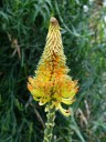 Semínka Aloe africana, 10 ks, stromovitá africká aloe s oranžovými květy, výsadba pro skleník, zimní zahradu a sběratele 2