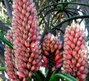 Semínka Aloe barberae, 5 ks, vzrostlá stromovitá aloe s červeno-oranžovými květy, výsadba pro skleník a dlouhodobé sběratelské pěstování 3