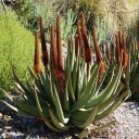 Semínka Aloe castanea, 5 ks, vzrostlá africká aloe pro sběratele sukulentů, výsadba pro skleník a zimní zahradu 1
