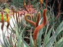 Semínka Aloe castanea, 5 ks, vzrostlá africká aloe pro sběratele sukulentů, výsadba pro skleník a zimní zahradu 2