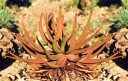 Semínka Aloe gariepensis, 10 ks, sukulent s oranžově zbarvenými listy v rozetě, výsadba pro sběratele a sukulentní kompozice 2