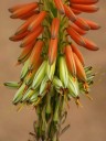 Semínka Aloe gariepensis, 10 ks, sukulent s oranžově zbarvenými listy v rozetě, výsadba pro sběratele a sukulentní kompozice 3