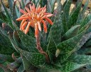 Semínka Aloe maculata Robusta, 10 ks, robustní kultivar skvrnité aloe, výsadba pro sběratele a sukulentní sbírky 2