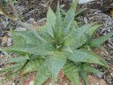 Semínka Aloe maculata Robusta, 10 ks, robustní kultivar skvrnité aloe, výsadba pro sběratele a sukulentní sbírky 3
