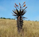Semínka Aloe marlothii subsp. marlothii, balení 30 ks, mohutná africká aloe pro sběratele a pěstitele se sukulentní sbírkou 1