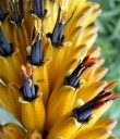 Semínka Aloe marlothii subsp. marlothii, balení 30 ks, mohutná africká aloe pro sběratele a pěstitele se sukulentní sbírkou 2