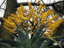 Semínka Aloe marlothii subsp. marlothii, balení 30 ks, mohutná africká aloe pro sběratele a pěstitele se sukulentní sbírkou 3