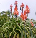 Semínka Aloe pluridens, 10 ks, sukulent s lososově-oranžovými trubkovitými květy, výsadba pro skleník a sběratele 2