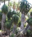 Semínka Aloe pluridens, 10 ks, sukulent s lososově-oranžovými trubkovitými květy, výsadba pro skleník a sběratele 3