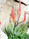 Semínka Aloe reitzii, 10 ks, jihoafrický sukulent s červeno-oranžovými klasy, výsadba pro sběratele a sukulentní sbírky 2