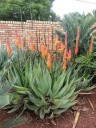 Semínka Aloe reitzii, 10 ks, jihoafrický sukulent s červeno-oranžovými klasy, výsadba pro sběratele a sukulentní sbírky 3