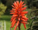 Semínka aloe stromové Aloe arborescens, 10 ks, sukulent s oranžovo-červenými klasy a zelenými listy, výsadba pro skleník a sběratele 2