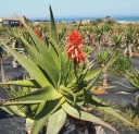 Semínka aloe stromové Aloe arborescens, 10 ks, sukulent s oranžovo-červenými klasy a zelenými listy, výsadba pro skleník a sběratele 3