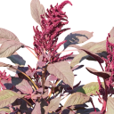 Semínka Amaranthus cruentus, profesionální balení 200 ks, laskavec krvavý pro komerční pěstování, samozásobitele a školky 1