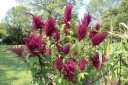 Semínka Amaranthus cruentus, profesionální balení 200 ks, laskavec krvavý pro komerční pěstování, samozásobitele a školky 2