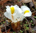 Semínka Amomum maximum, 5 ks, tropická aromatická rostlina s bílo-žlutými květy, výsadba pro skleník a sběratele exotických druhů 3