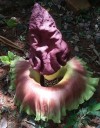 Semínka Amorphophallus paeoniifolius, 10 ks, exotická rostlina s purpurovým květem, výsadba pro sběratele a tropický skleník 2