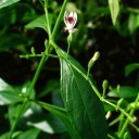 Semínka Andrographis paniculata, 20 ks, tradiční asijská bylina se zelenými listy, výsadba pro skleník a sběratele léčivých rostlin 2