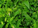Semínka Andrographis paniculata, 20 ks, tradiční asijská bylina se zelenými listy, výsadba pro skleník a sběratele léčivých rostlin 3